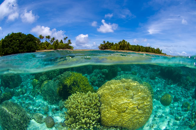 marshall_islands_coral_reef_lrg.jpg