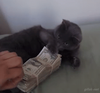 catmoney.gif