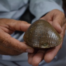 How climate change converted living things to nonliving things