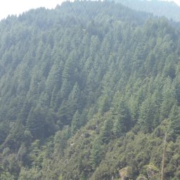 Preparing for a REDD+ Program in Pakistan