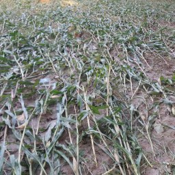 Importance of Nature Based Solutions (NBSs) for the Mitigation of Risks related to Climate Change