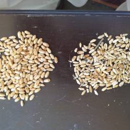 How can Green Soil BioFertiliser help to mitigate the effects of climate change and increase agricultural productivity?